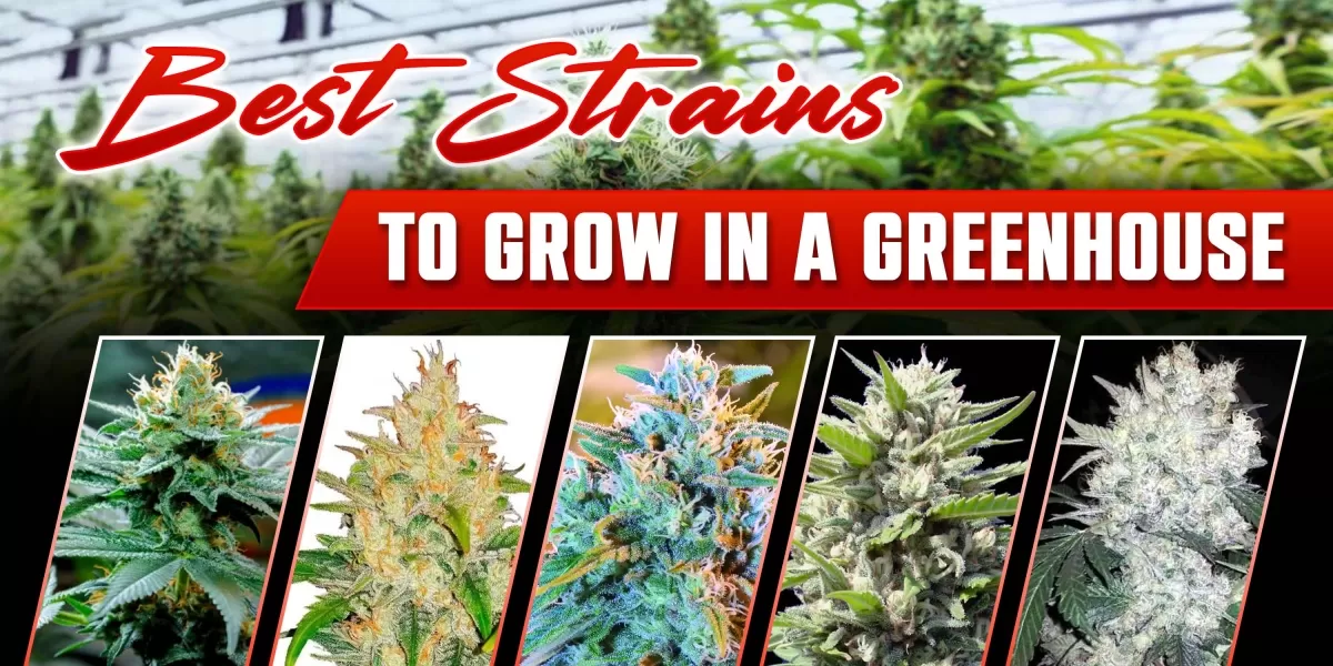 greenhouse strain