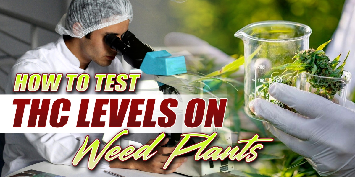 How To Test THC Levels