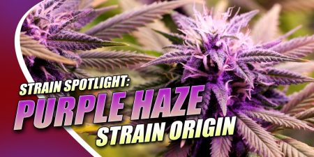 Purple Haze Strain Origin