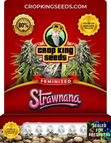 Strawnana Strain Feminized Marijuana Seeds