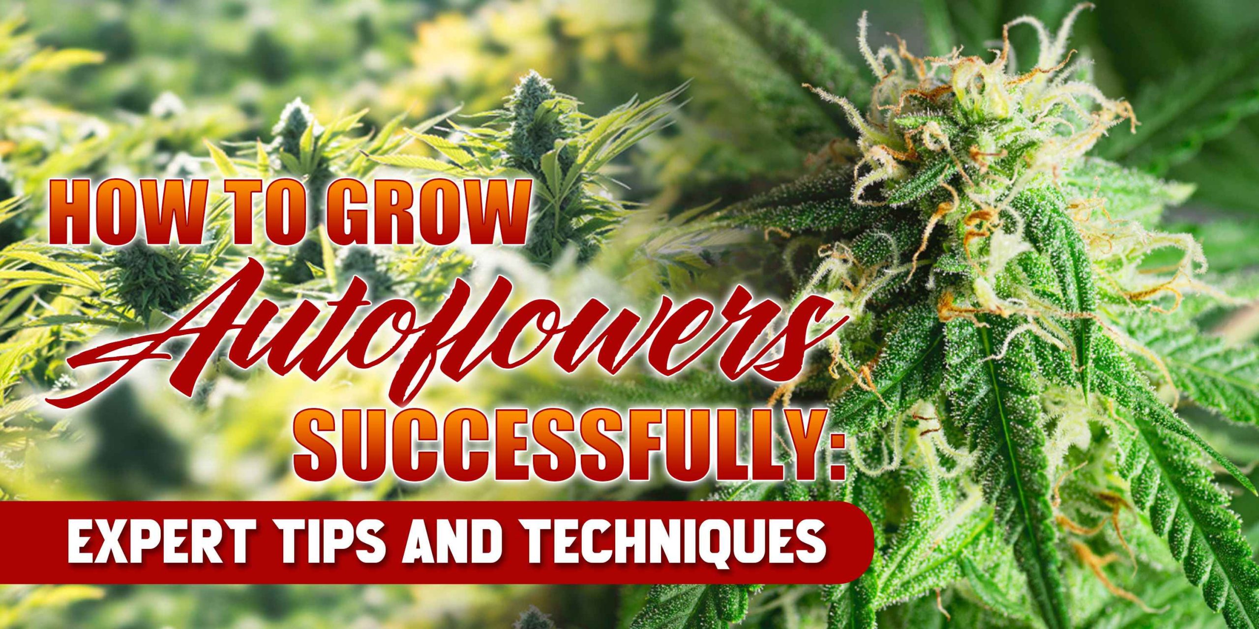 autoflower tips