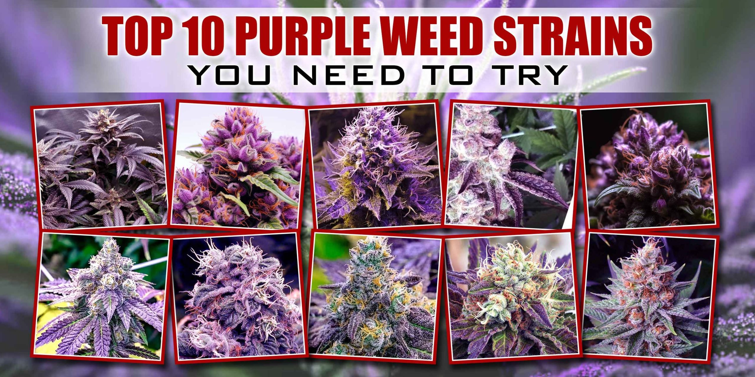 Top 10 Purple Weed Strains