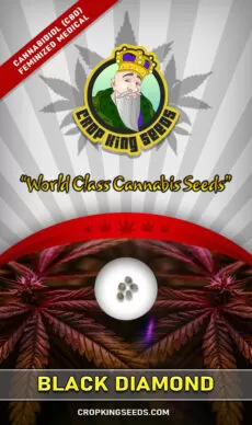 Black Diamond Strain CBD