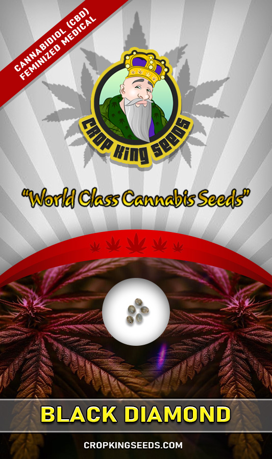Black Diamond Strain CBD