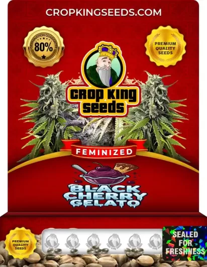 Black Cherry Gelato Feminized