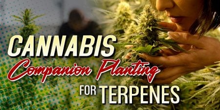 Companion Planting for Terpenes