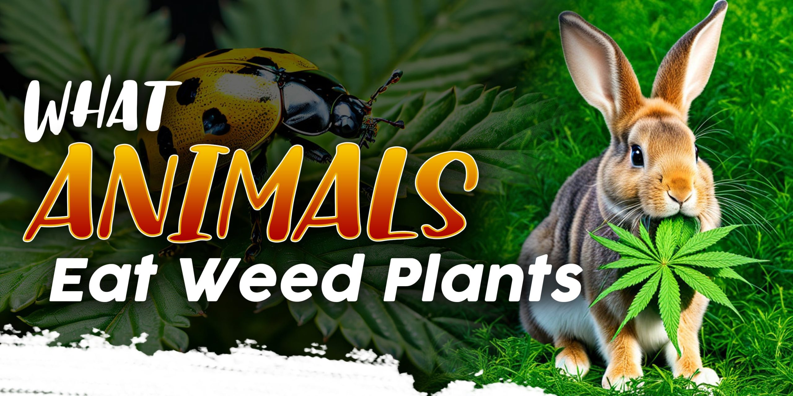 What Animals Eat Weed Plants