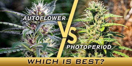 Autoflower vs Photoperiod
