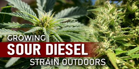 outdoor sour diesel strain