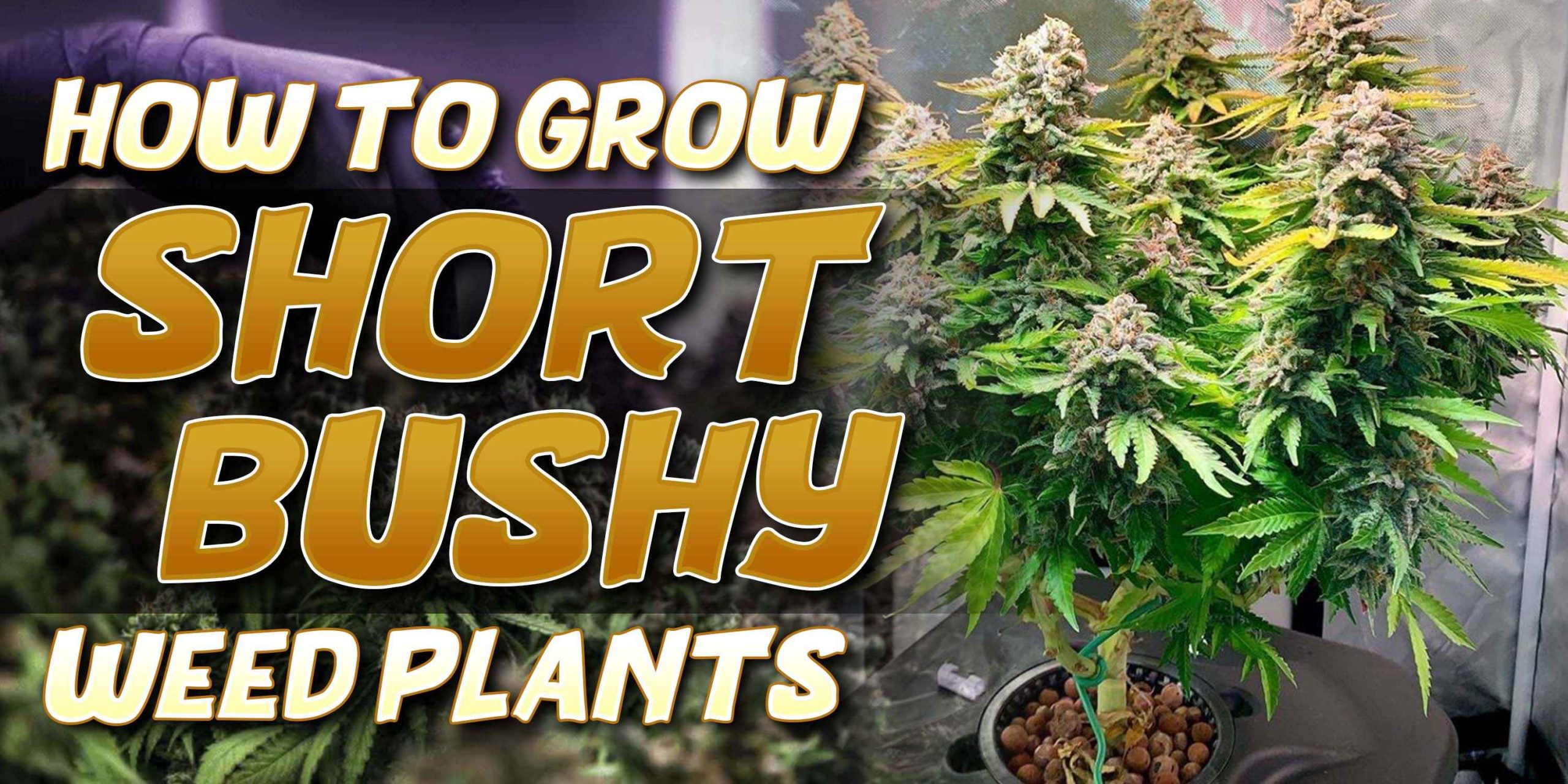How to Grow Short Bushy Weed Plants