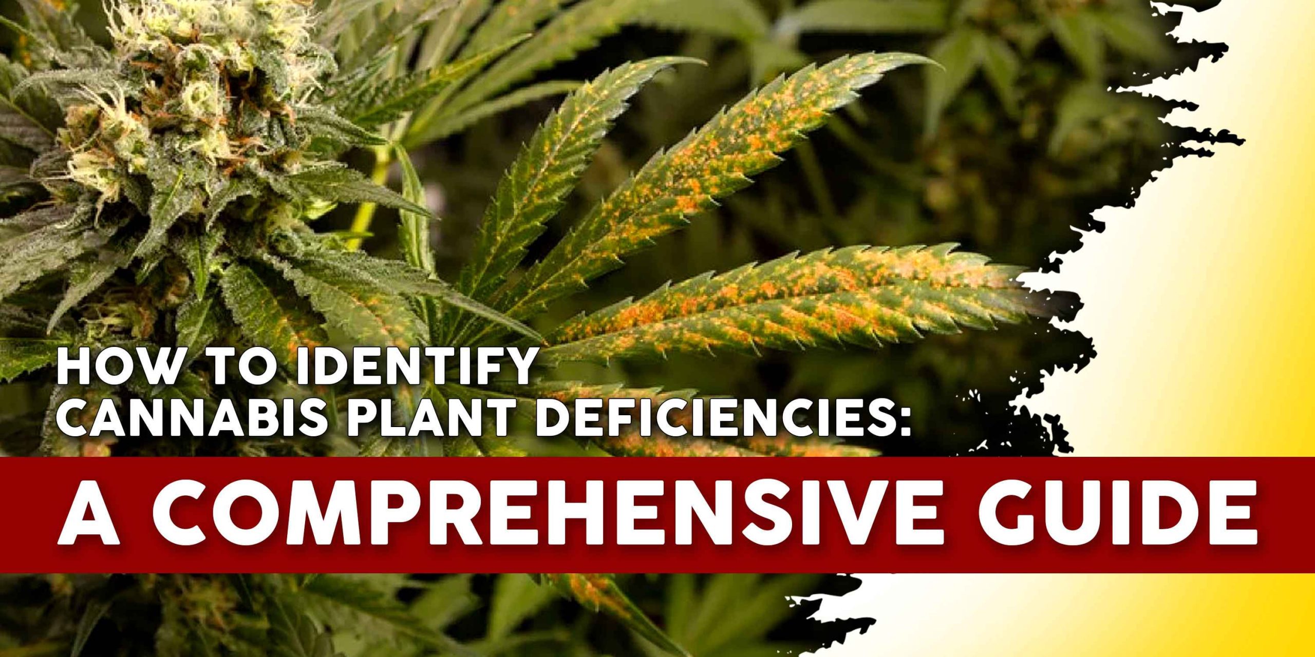 cannabis leaf deficiencies