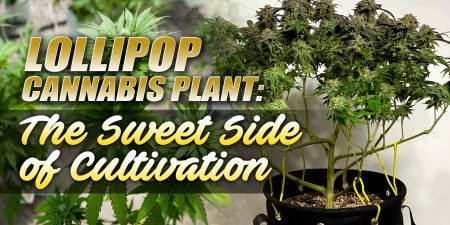 Lollipop Cannabis Plant