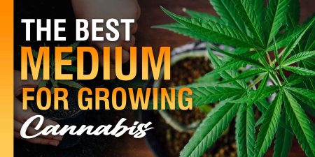 Best Medium for Growing Cannabis