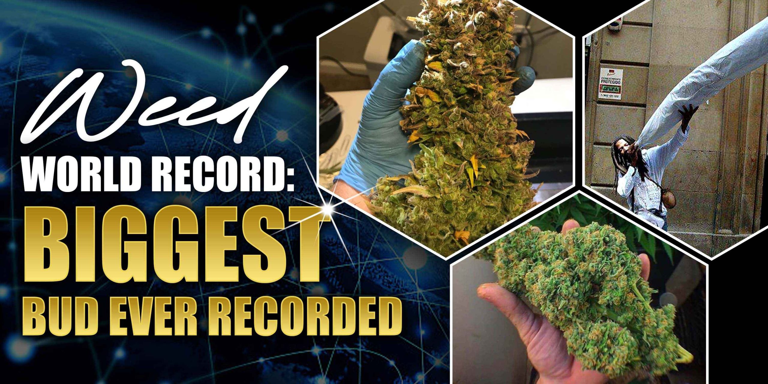 biggest bud ever recorded