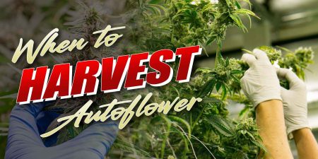 When To Harvest Autoflower
