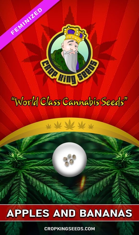 Buy Apples and Bananas Strain Feminized Marijuana Seeds Crop King Seeds