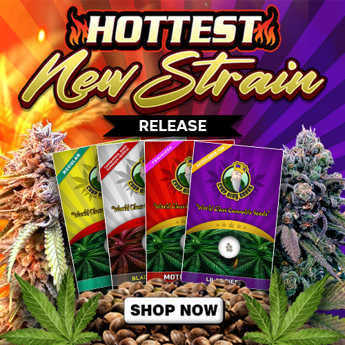 Hottest New Strains