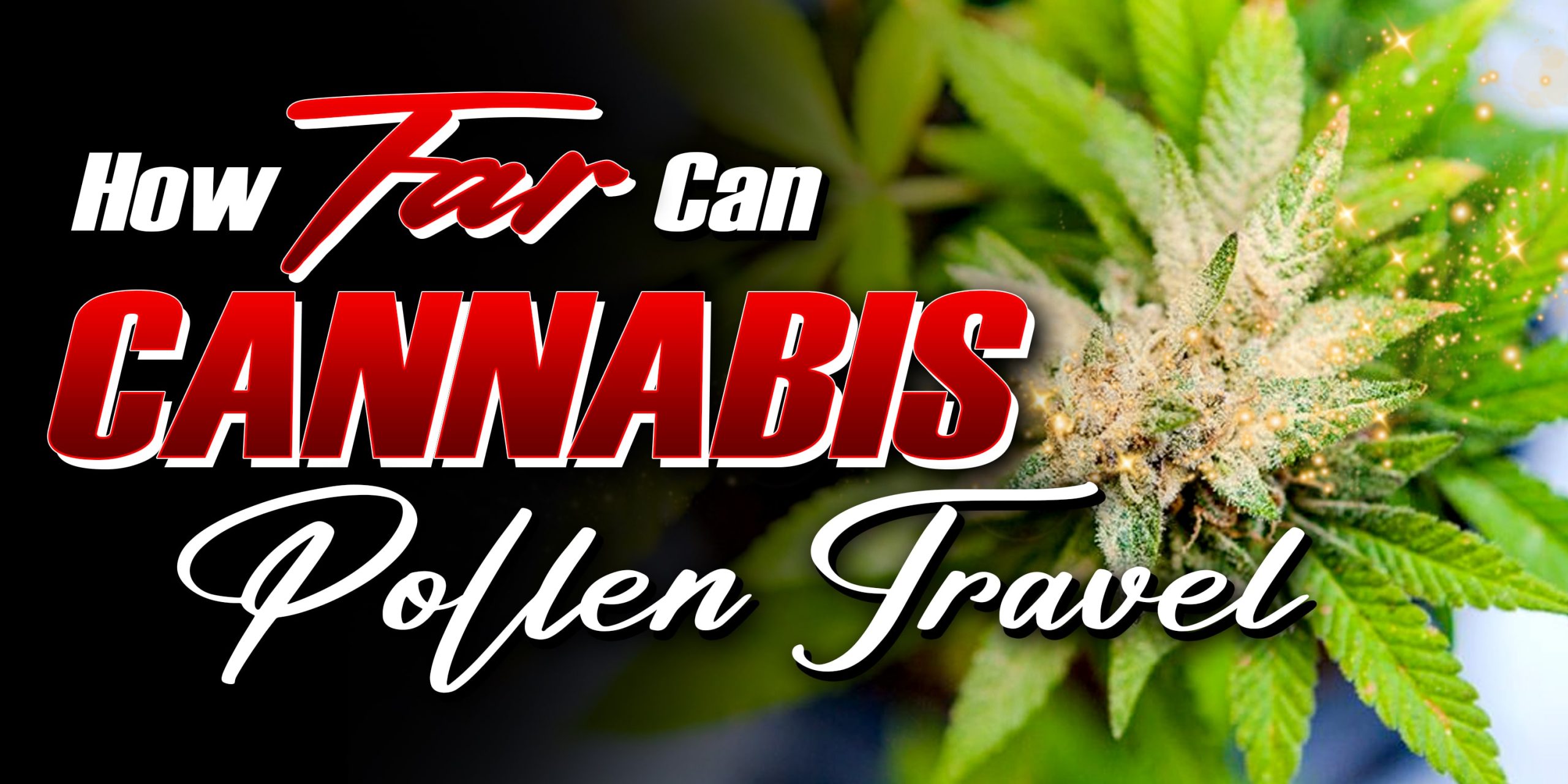 How Far Can Cannabis Pollen Travel