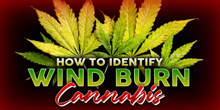 wind burn cannabis
