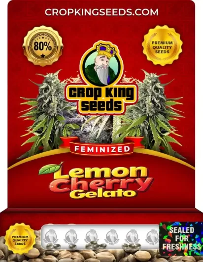 Lemon Cherry Gelato Feminized