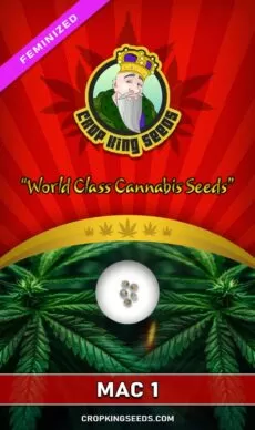 Mac 1 Strain Feminized