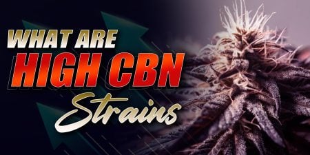 High CBN Strains