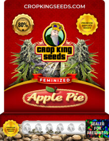 Apple Pie Strain