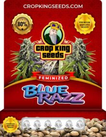 Blue Razz Strain