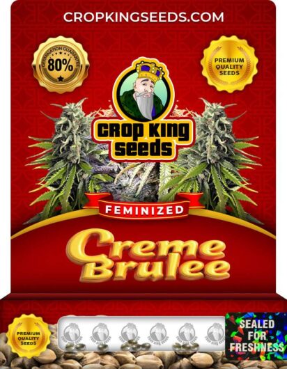 Creme Brulee Feminized