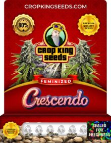 Crescendo Feminized