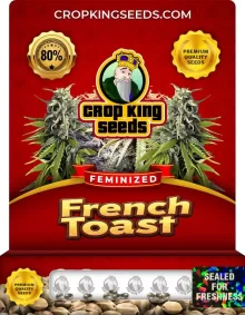 French Toast Feminized