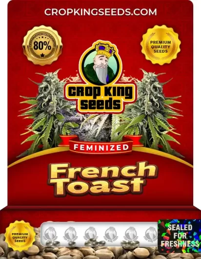 French Toast Feminized