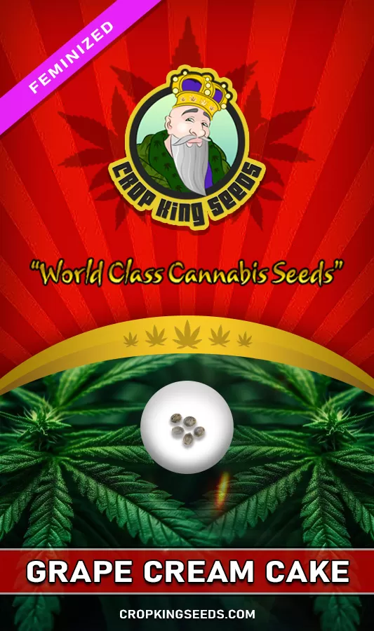 Buy Grape Cream Cake Strain Feminized Marijuana Seeds Crop King Seeds
