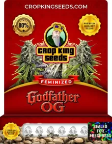 Godfather OG Strain