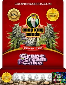 Grape Cream Cake Strain Feminized Marijuana Seeds