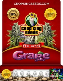 Grape Jelly Strain