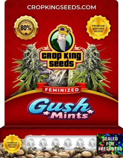 Gush Mints Strain