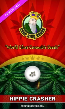 Hippie Crasher