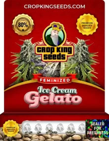 Ice Cream Gelato Strain