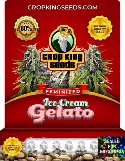 Ice Cream Gelato Strain