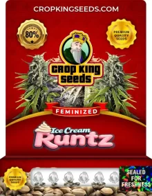 Ice Cream Runtz Strain