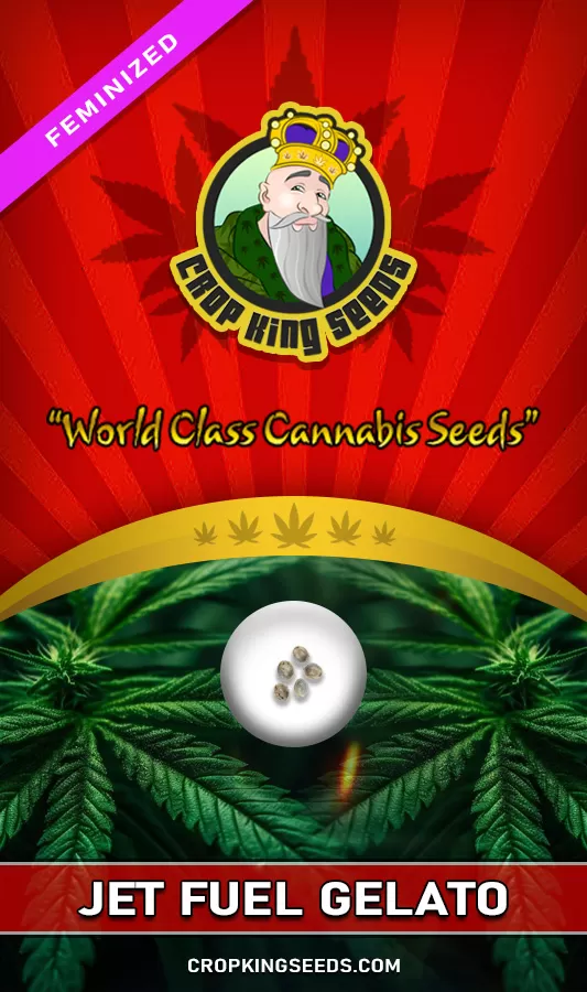 Buy Jet Fuel Gelato Strain Feminized Marijuana Seeds Crop King Seeds