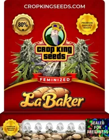 La Baker Strain Feminized Marijuana Seeds