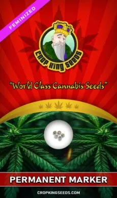 Permanent Marker Strain Feminized
