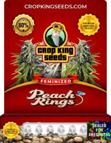 Peach Rings Strain Feminized Marijuana Seeds