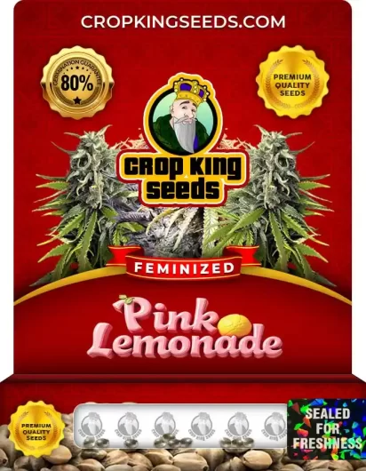 Pink Lemonade Feminized