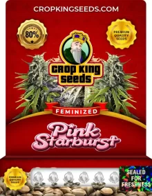 Pink Starburst Strain Feminized Marijuana Seeds