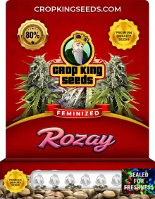 Rozay Feminized