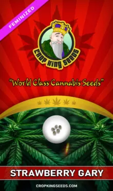 Strawberry Gary Strain