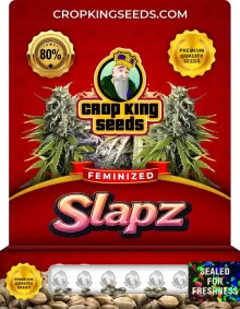 Slapz Feminized